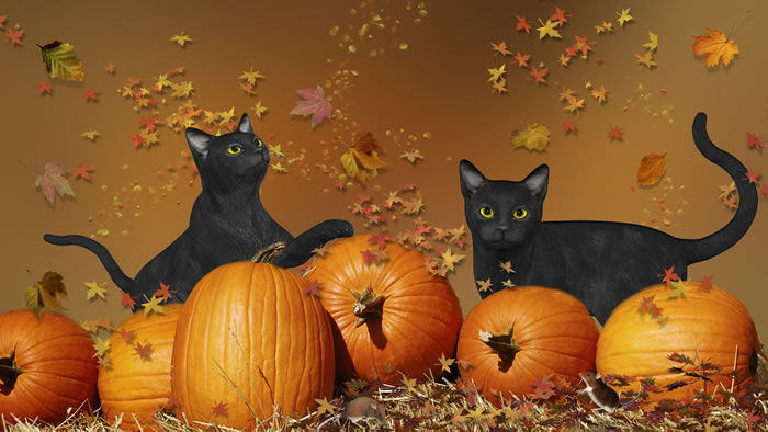 EventPhotos/Halloween/black cats.jpg